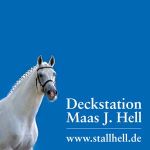 Große Hengstschau auf der Station Maas J. Hell