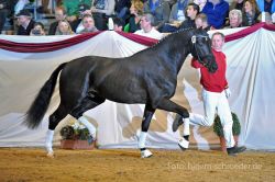Insgesamt 16 Neuzugänge bietet Neustadt in diesem Jahr. U.a. den Hengst Zansibar v. Zack Blue Hors - Rubinstein - Foto: Björn Schroeder